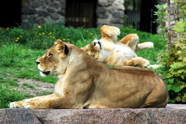 Kiev Zoo